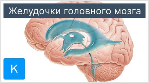 Причины расширенных желудочков головного мозга