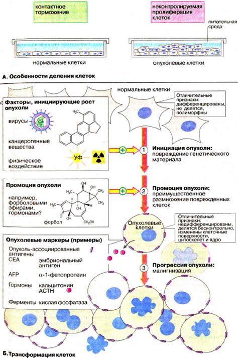 Причины слабой пролиферации клеток