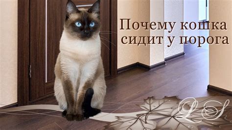 Причины сна кота у порога