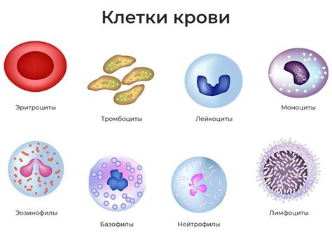 Причины снижения эозинофилов