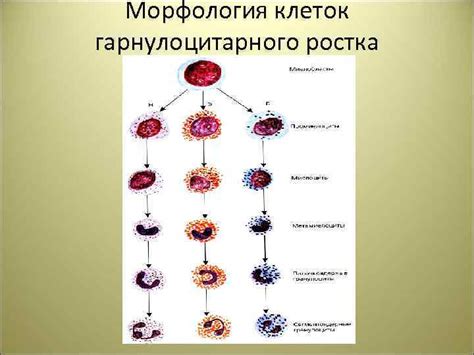 Причины суженного гранулоцитарного ростка