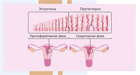 Причины тонкого эндометрия при климаксе