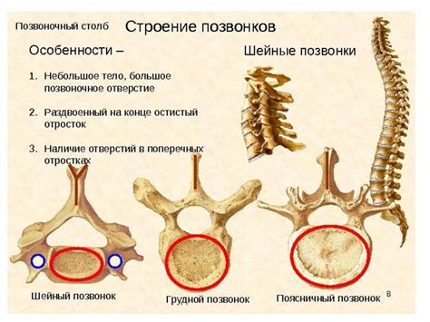 Причины торсии поясничных позвонков