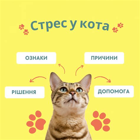 Причины трясения кота