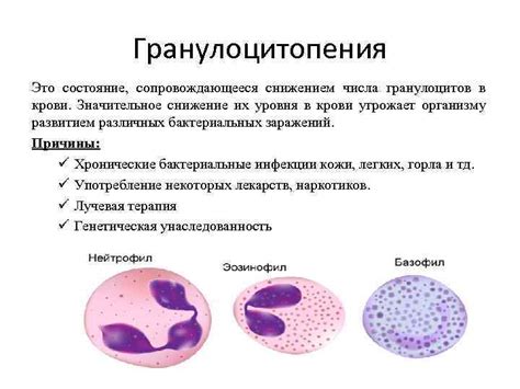 Причины увеличения числа гранулоцитов