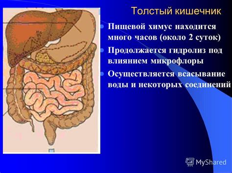 Причины увеличенных кишечников