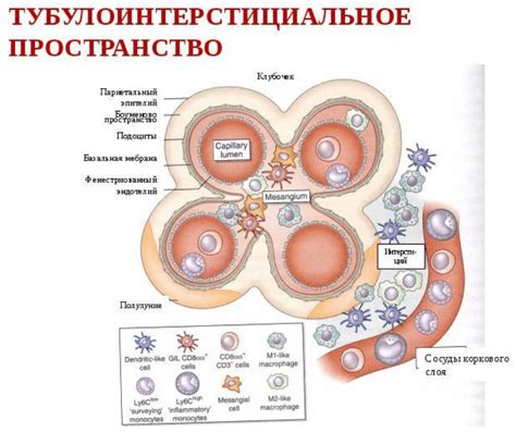 Причины утолщения междолькового интерстиция