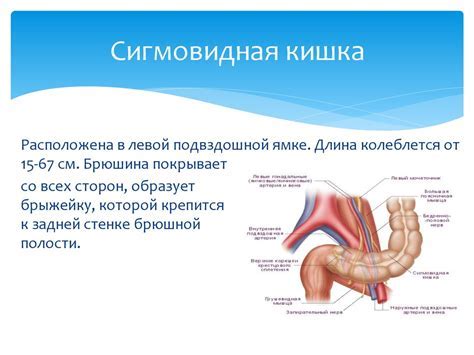 Причины фиксированной сигмовидной кишки