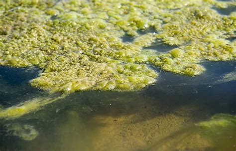 Причины цветения воды в озере