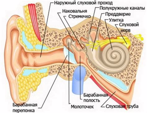 При нарушении работы слуховой трубы