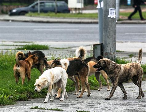 Проблема бродячих собак