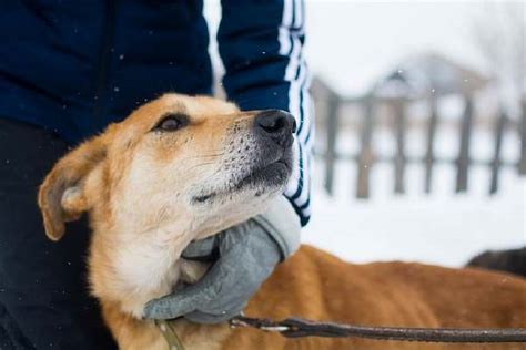 Проблема воющей собаки у соседей