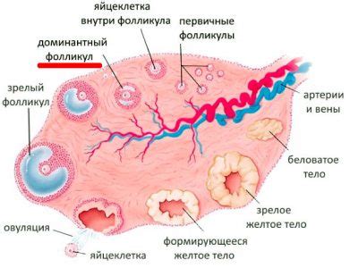 Проблема отсутствия доминантного фолликула