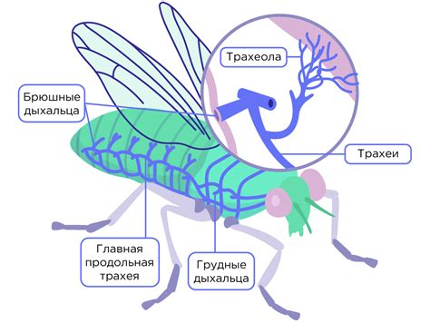 Проблемы, связанные с распространением членистоногих насекомых