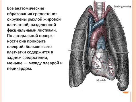 Проблемы органов средостения