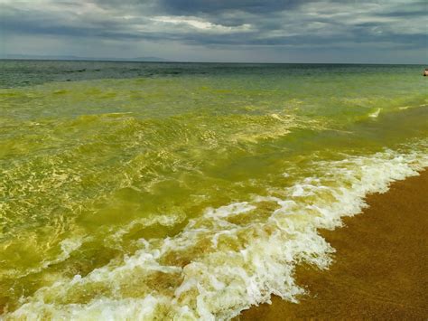 Проблемы при попадании водорослей в бассейн