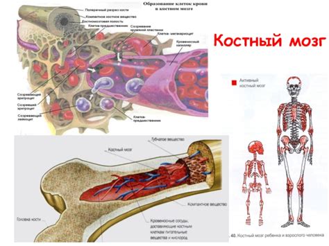 Проблемы со структурой костного мозга