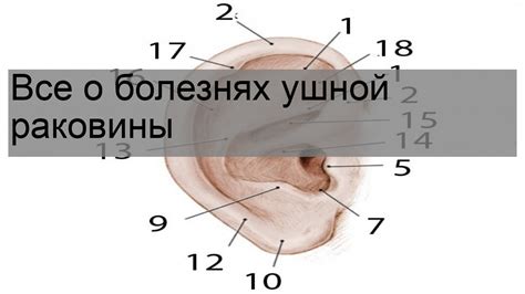 Проблемы с ушной раковиной и их последствия