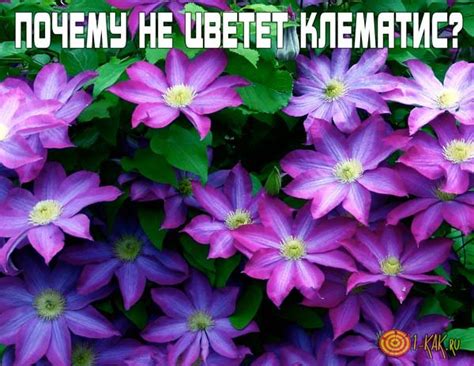 Проблемы с цветением клематиса: почему он не цветет и как решить?