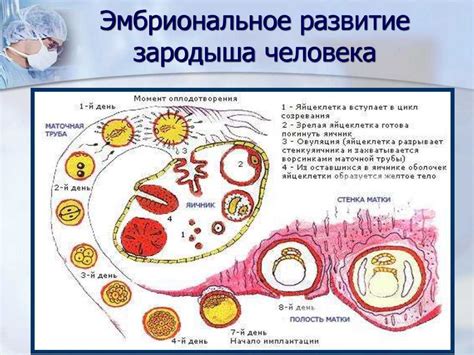 Проблемы с яйцеклеткой