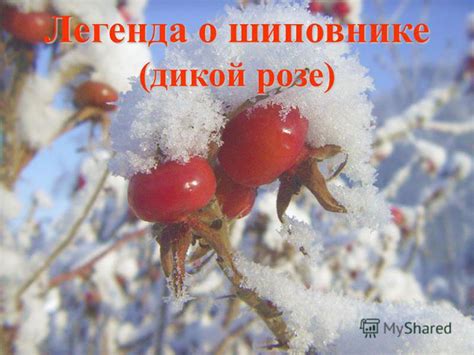 Прогнозирование счастливой любви: волшебные сновидения о дикой розе