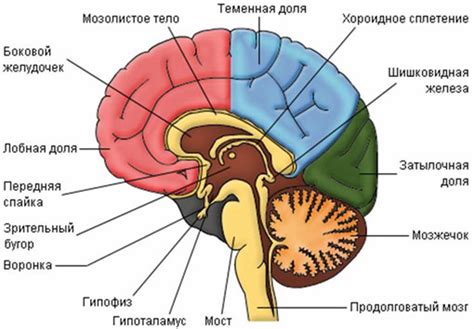 Продолговатый и его формы