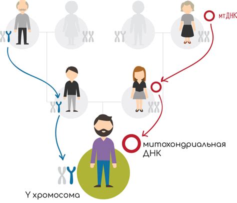 Продолжение семейной линии и передача генов