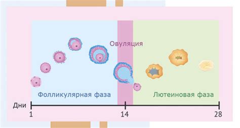 Продолжительность секреторной фазы