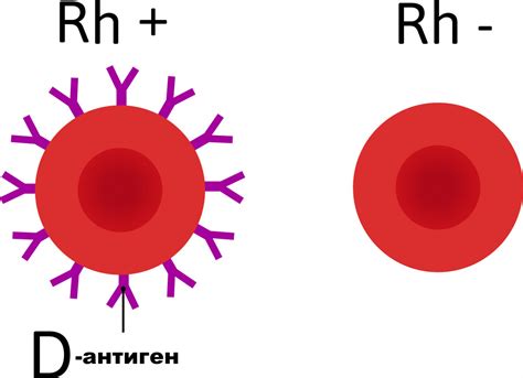 Производство антител: система Резус и Rh-фактор