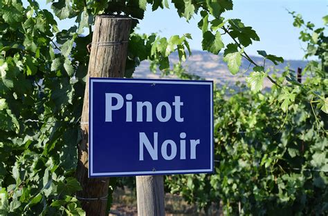 Производство и хранение вин из Pinot Noir