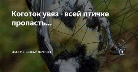 Происхождение выражения "коготок увяз всей птичке пропасть"