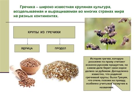 Происхождение и история гречки