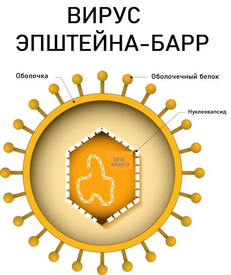 Происхождение и причины заражения вирусом Эпштейна-Барр