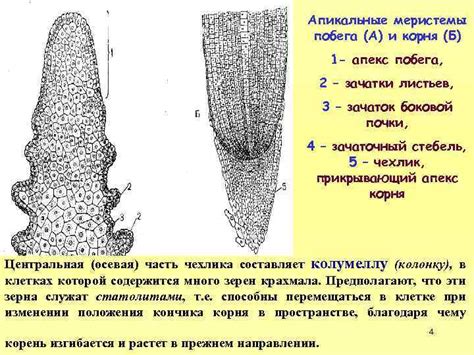 Происхождение корня каз