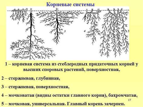 Происхождение корня фон