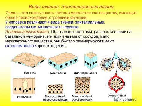 Происхождение модальной ткани