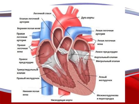 Происхождение незначительной гипертрофии миокарда