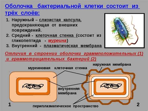 Происхождение прокариотических организмов