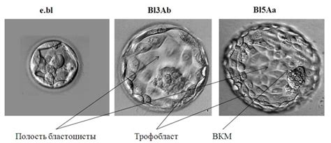 Происхождение эмбрионов bl3ab