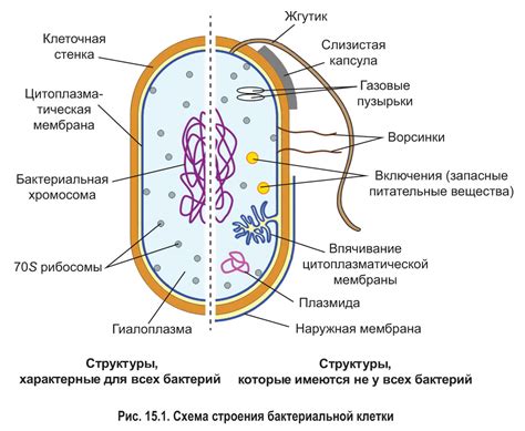 Прокариотические клетки