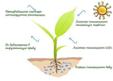 Прокись земля: влияние на растения