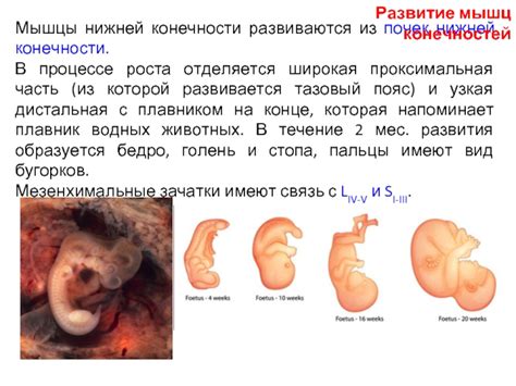 Проксимальная часть в биологии