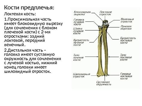 Проксимальная часть идеала