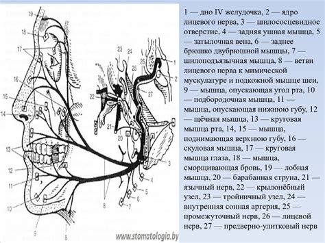 Проксимальный конец: основные понятия