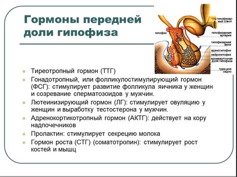 Пролактин 800 у женщин