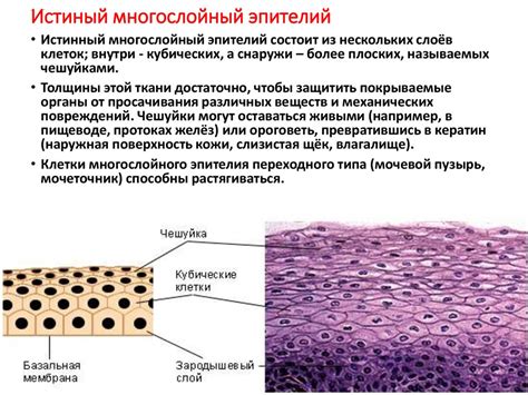 Пролиферация призматического эпителия: сущность и значения процесса