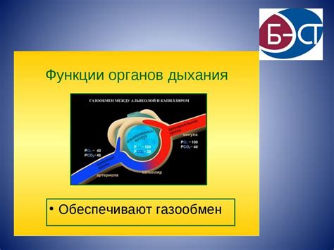 Пролонгированное дыхание: общая информация