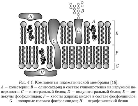 Проникаемость мембраны