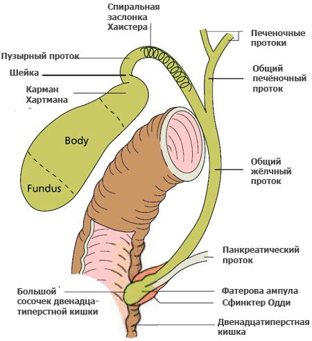 Протоки не дилатированы и их значение