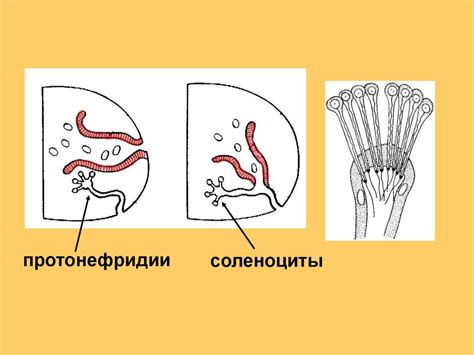 Протонефридия: основной элемент выделительной системы протонефридиального типа